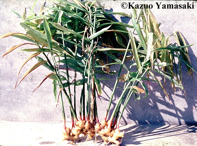 الزنجبيل لا يرفع ضغط الدم!!