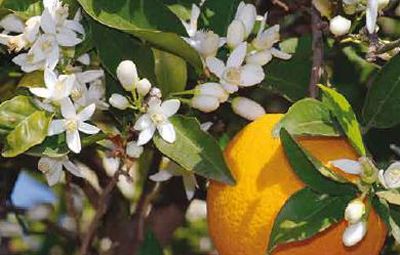 الأُتـرجـه أو الكُبّاد (كنز من الفوائد وتاريخ من العراقة)