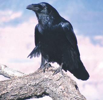 لماذا اختار الله الغراب ليدفن الانسان (الأخوين قابيل وهابيل)