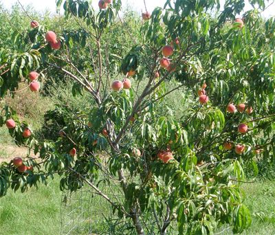 فوائد الخوخ