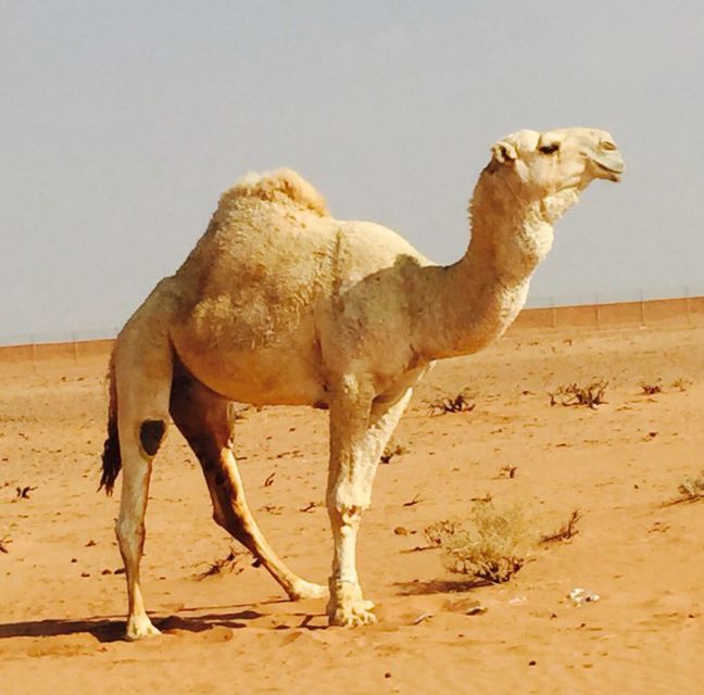 معجزات ودلائل نبوية