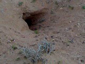 لماذا جحر الضب !