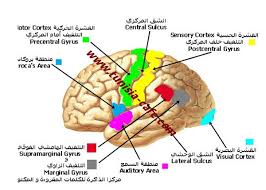 اسوأ عشر عادات تؤثر على الجهاز العصبي