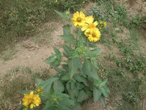 طبيعه رائعه في الديره هذه الايام