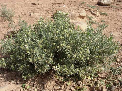 كنوز وفوائد عشبة الحرمل