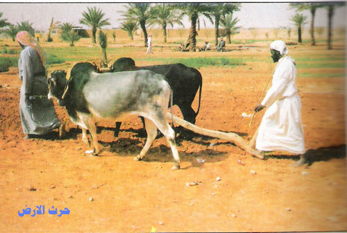 صور من التراث