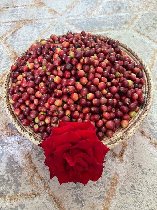 زراعة البِنّ في بني مالك الطائف