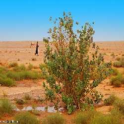 نباتات خطرة :شجرة الجن..خضْرة عْشَر..تُفخَة عشر..كَسْرَة عْشر