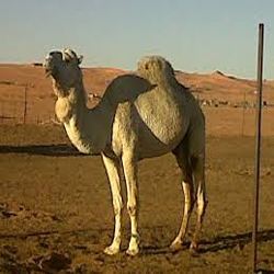 فــي الرجــاجيل رجلا كما سمحان