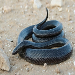 الداب الاسود الخطير