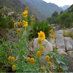 صورمن بني مالك الطائف