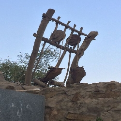 صور تراثيه (متحف سعود بن هريش المالكي)